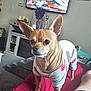 dog, small_dog, sweater, living_room, television, remote_control, candle, vase, decor, carpet, furniture, wall_art, person_leg, brown_dog, alert, indoor, pet, red_surface, cozy, home
