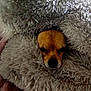 Chief is registered to the contest to win money with this photo: dog, face, blanket, fur, cozy, pet, brown, animal, cute, snuggled, soft, texture, resting, indoor, small_dog, wrapped, comfort, warm, sleepy, hideout