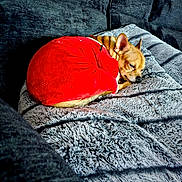 Chief is registered to the contest to win money with this photo: dog, small_dog, sleeping, red_jacket, blanket, couch, pet, cozy, indoor, fur, resting, cute, domestic_animal, animal, canine, nap, soft_texture, comfort, home, relaxation