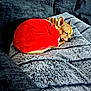dog, small_dog, sleeping, red_jacket, blanket, couch, pet, cozy, indoor, fur, resting, cute, domestic_animal, animal, canine, nap, soft_texture, comfort, home, relaxation