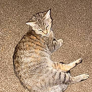 Baby is registered to the contest to win money with this photo: cat, tabby, pet, animal, feline, carpet, indoor, relaxed, sleepy, fur, striped, cute, whiskers, ears, paws, mammal, domestic, laying, resting, cozy