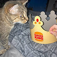 Baby joined the competition — help win amazing prizes! animal, bed, bedspread, burger_king, cat, closeup, curious, domestic, fabric, feline, hand, human_hand, indoor, nose, paper_crown, pattern, pet, side_view, tabby_cat, whiskers