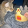 animal, bed, bedspread, burger_king, cat, closeup, curious, domestic, fabric, feline, hand, human_hand, indoor, nose, paper_crown, pattern, pet, side_view, tabby_cat, whiskers
