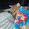 Baby is registered to the contest to win money with this photo: cat, tabby, sleeping, blanket, colorful, fleece, quilt, bed, indoor, cozy, resting, pet, fur, animal, nap, comfort, relaxation, warm, cute, domestic