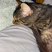 Nova joined the competition — help win amazing prizes! cat, tabby_cat, sleeping, resting, fur, whiskers, ear, blanket, bed, pillow, indoor, closeup, pet, animal, cozy, comfort, relaxation, soft, feline, domestic