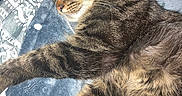 Nova is registered to the contest to win money with this photo: cat, tabby, sleeping, resting, feline, pet, cozy, blanket, indoor, fur, whiskers, paw, relaxed, comfort, cute, mammal, animal, domestic, warm, peaceful