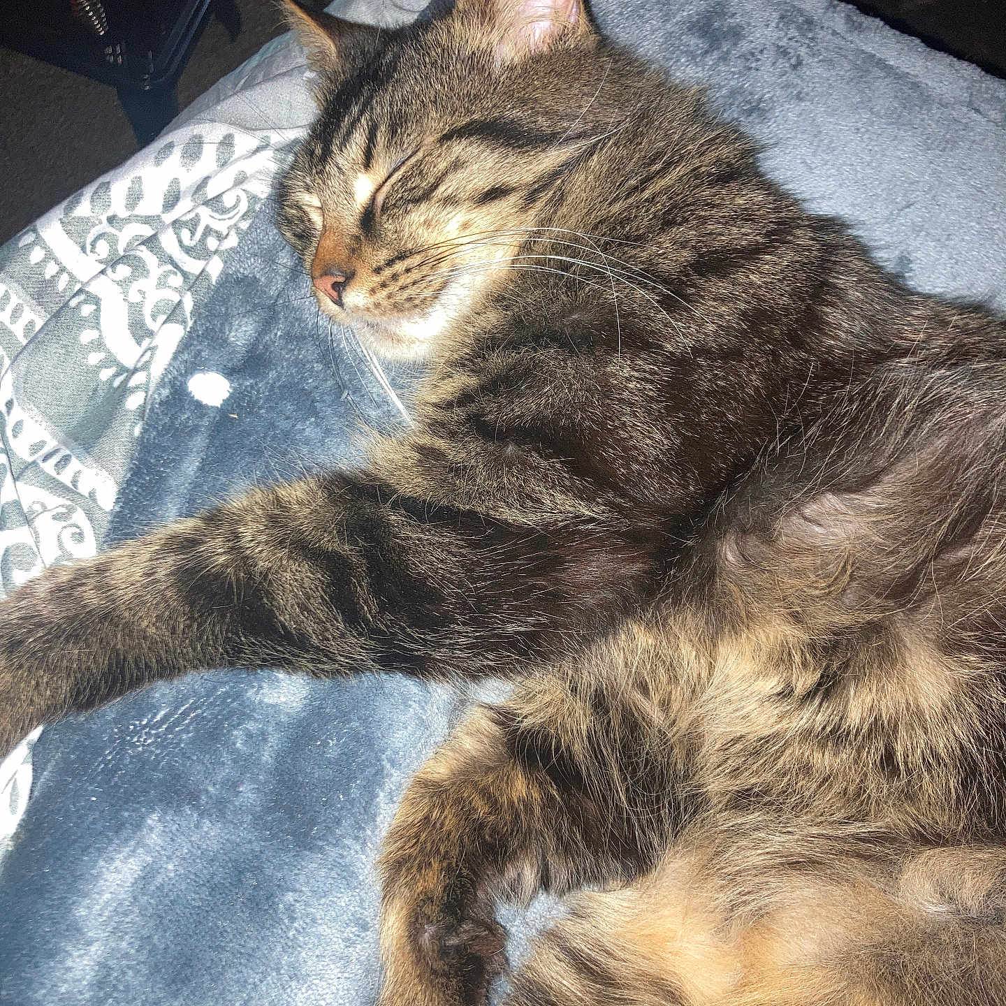 Nova is registered to the contest to win money with this photo: cat, tabby, sleeping, resting, feline, pet, cozy, blanket, indoor, fur, whiskers, paw, relaxed, comfort, cute, mammal, animal, domestic, warm, peaceful