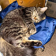 Nova joined the competition — help win amazing prizes! animal, blue_bag, carpet, cat, close_up, cozy, domestic_cat, feline, fur, indoor, nap, paw, pet, relaxed, resting, sleeping, soft_fur, tabby_cat, tail, wooden_drawer