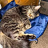 animal, blue_bag, carpet, cat, close_up, cozy, domestic_cat, feline, fur, indoor, nap, paw, pet, relaxed, resting, sleeping, soft_fur, tabby_cat, tail, wooden_drawer