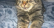 Nova joined the competition — help win amazing prizes! animal, blanket, cat, closeup, cozy, cute, domestic, feline, fur, indoor, mammal, paws, pet, relaxed, resting, sleepy, soft, stretching, tabby, whiskers