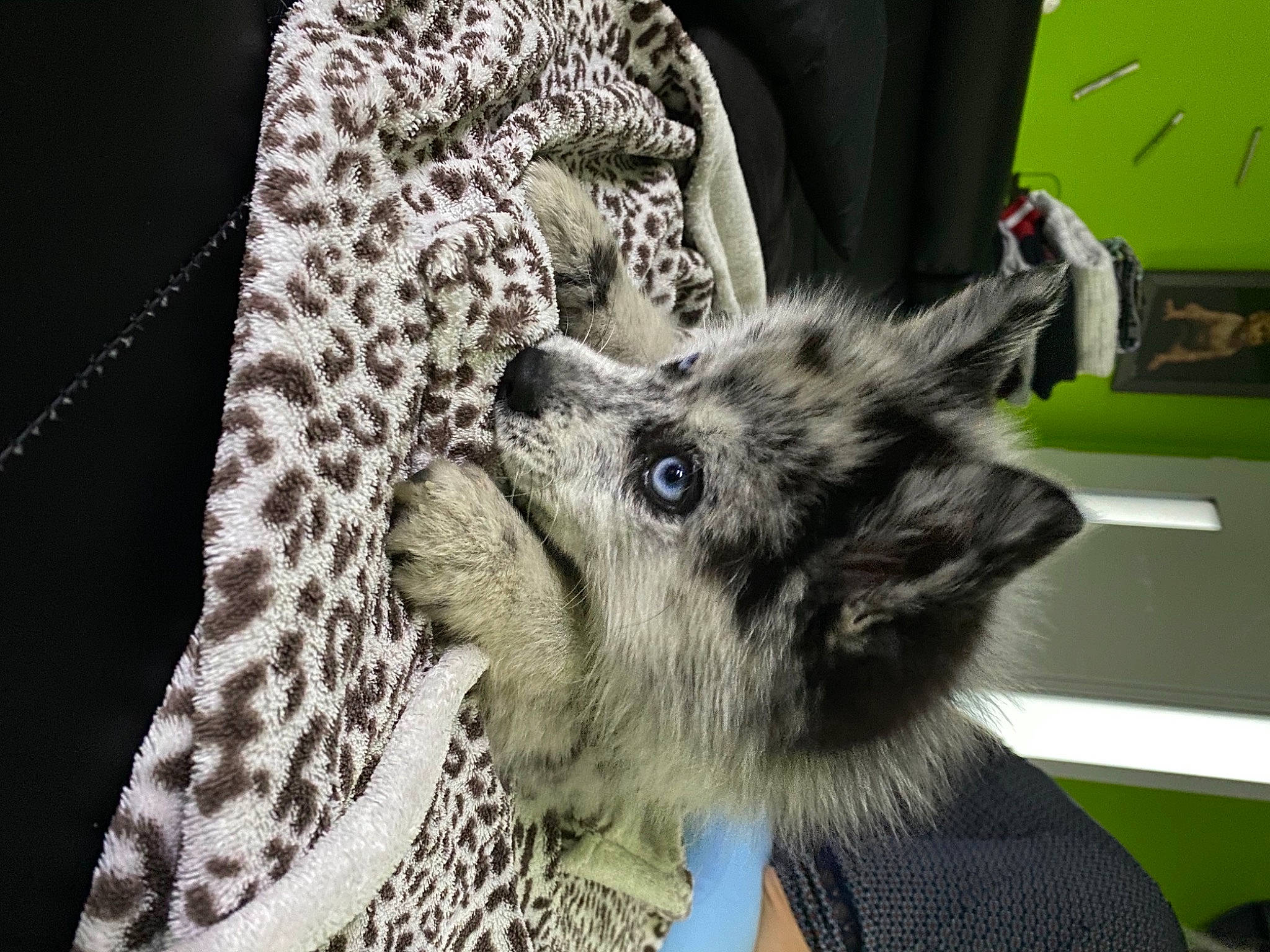 Ruby a rejoint le concours — aidez-le/la à gagner de superbes lots ! canidae, canis, carnivore, companion_dog, dog, dog_breed, fashion_accessory, felidae, fur, fur_clothing, grey, pattern, paw, sleeve, small_to_medium_sized_cats, snout, spitz, whiskers, wolf, working_animal