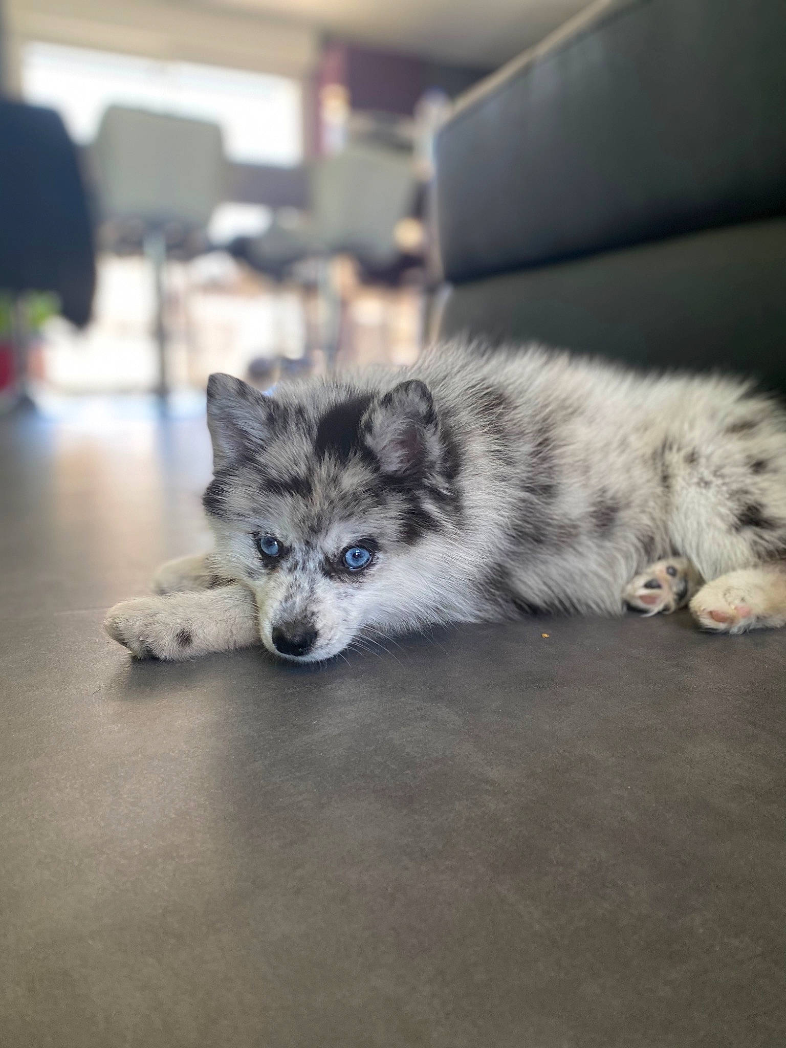 Ruby a rejoint le concours — aidez-le/la à gagner de superbes lots ! art, canidae, canis, carnivore, dog, dog_breed, fur, grey, procyonidae, puppy, snout, terrestrial_animal, whiskers, wildlife, working_dog, zoo