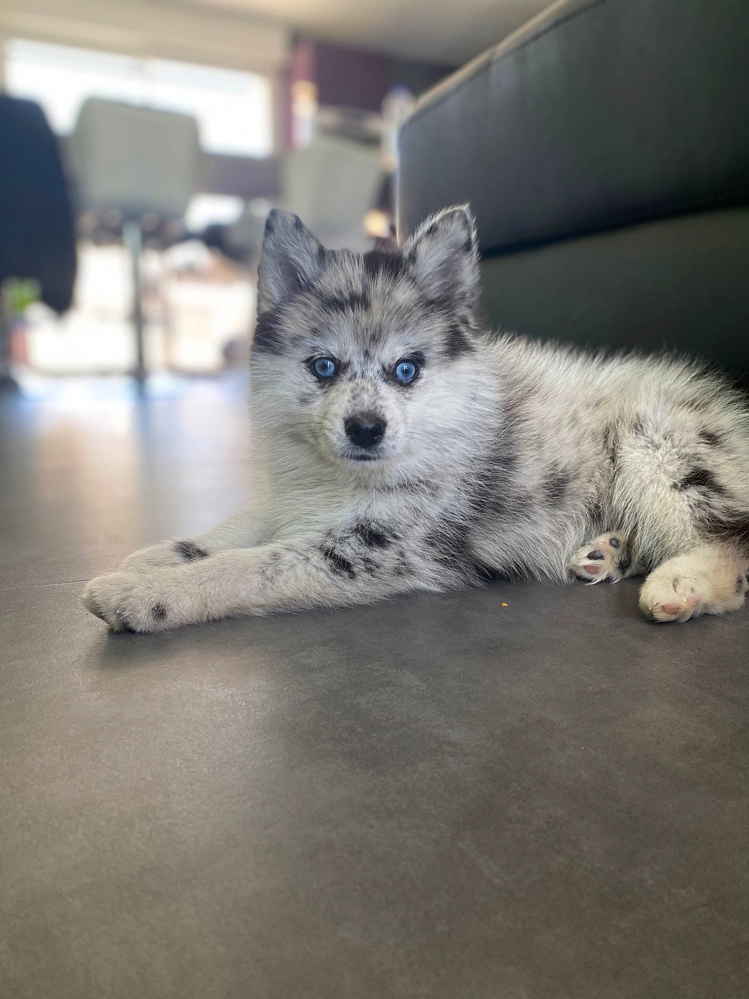 Ruby participe au concours pour gagner de l'argent avec cette photo : automotive_tire, canidae, carnivore, dog, dog_breed, domestic_short_haired_cat, felidae, floor, flooring, fur, grey, paw, small_to_medium_sized_cats, snout, sporting_group, tail, terrestrial_animal, tire, whiskers, wildlife