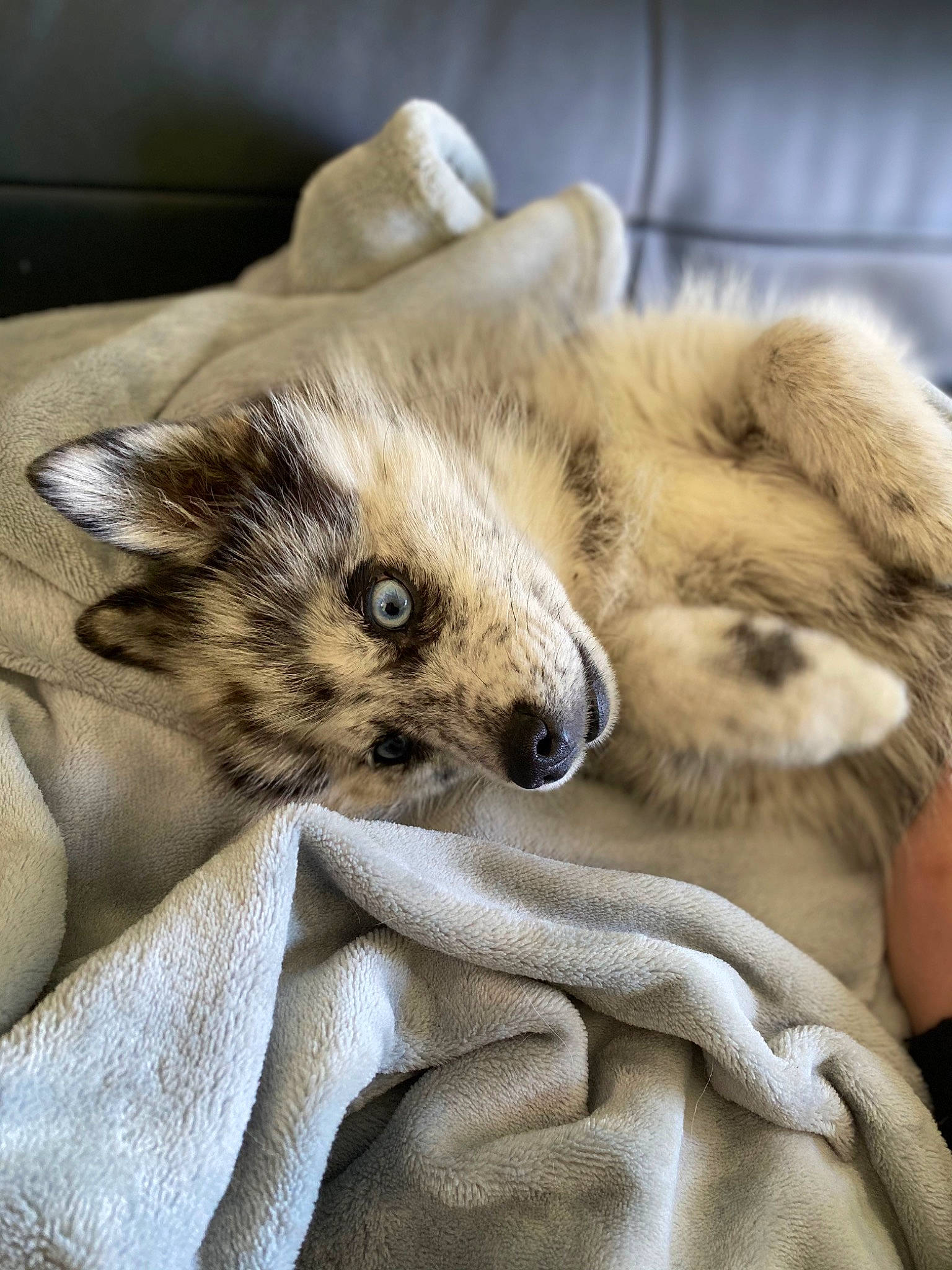 Ruby participe au concours pour gagner de l'argent avec cette photo : big_cats, canidae, carnivore, cat, claw, comfort, companion_dog, dog_breed, domestic_short_haired_cat, fawn, felidae, fur, nap, paw, small_to_medium_sized_cats, snout, tail, terrestrial_animal, whiskers, wildlife