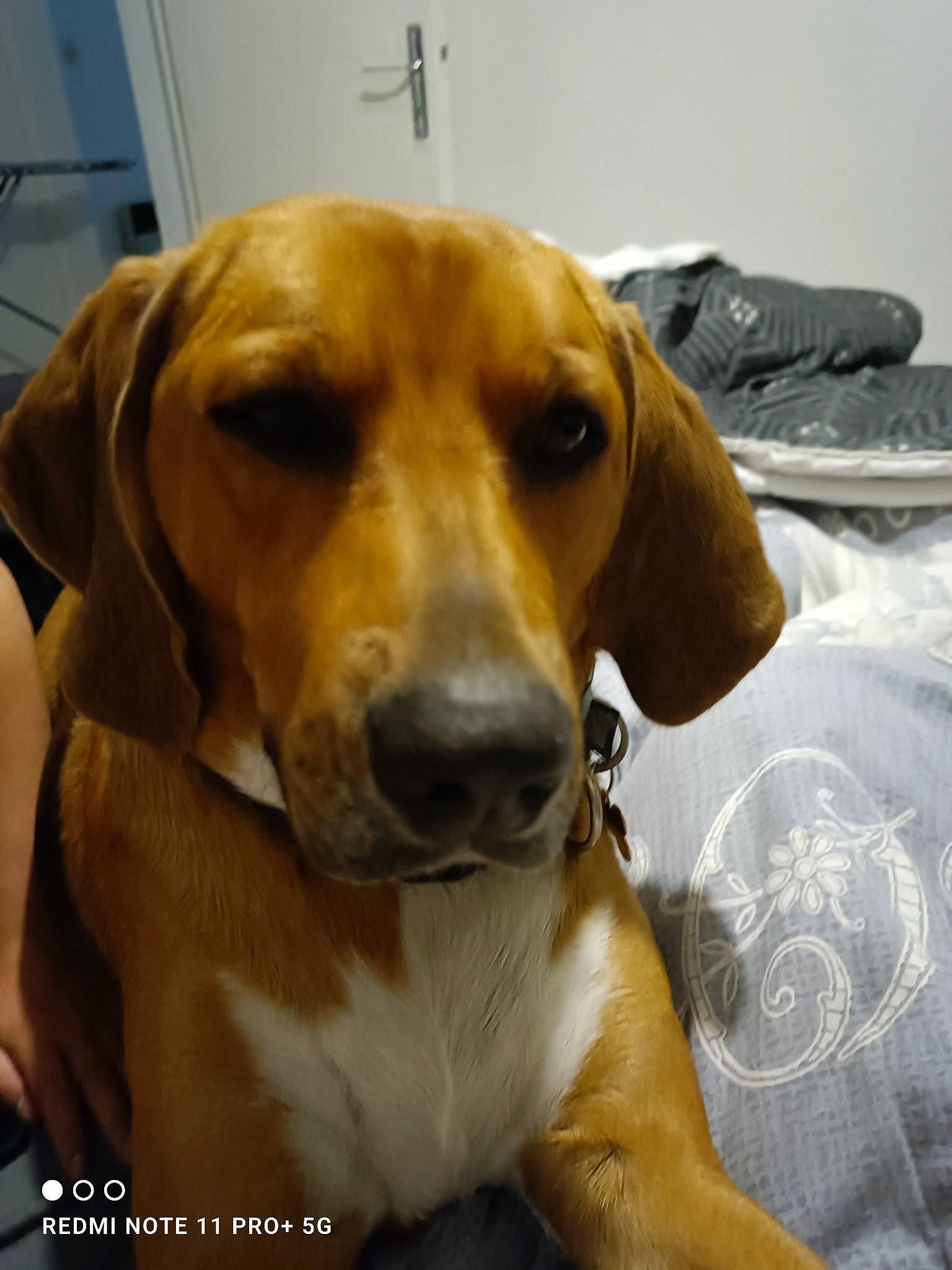 Lucky participe au concours pour gagner de l'argent avec cette photo : canidae, carnivore, comfort, companion_dog, dog, dog_breed, dog_collar, dog_supply, fawn, fur, hound, hunting_dog, paw, pet_supply, scent_hound, terrestrial_animal, whiskers, working_animal, working_dog