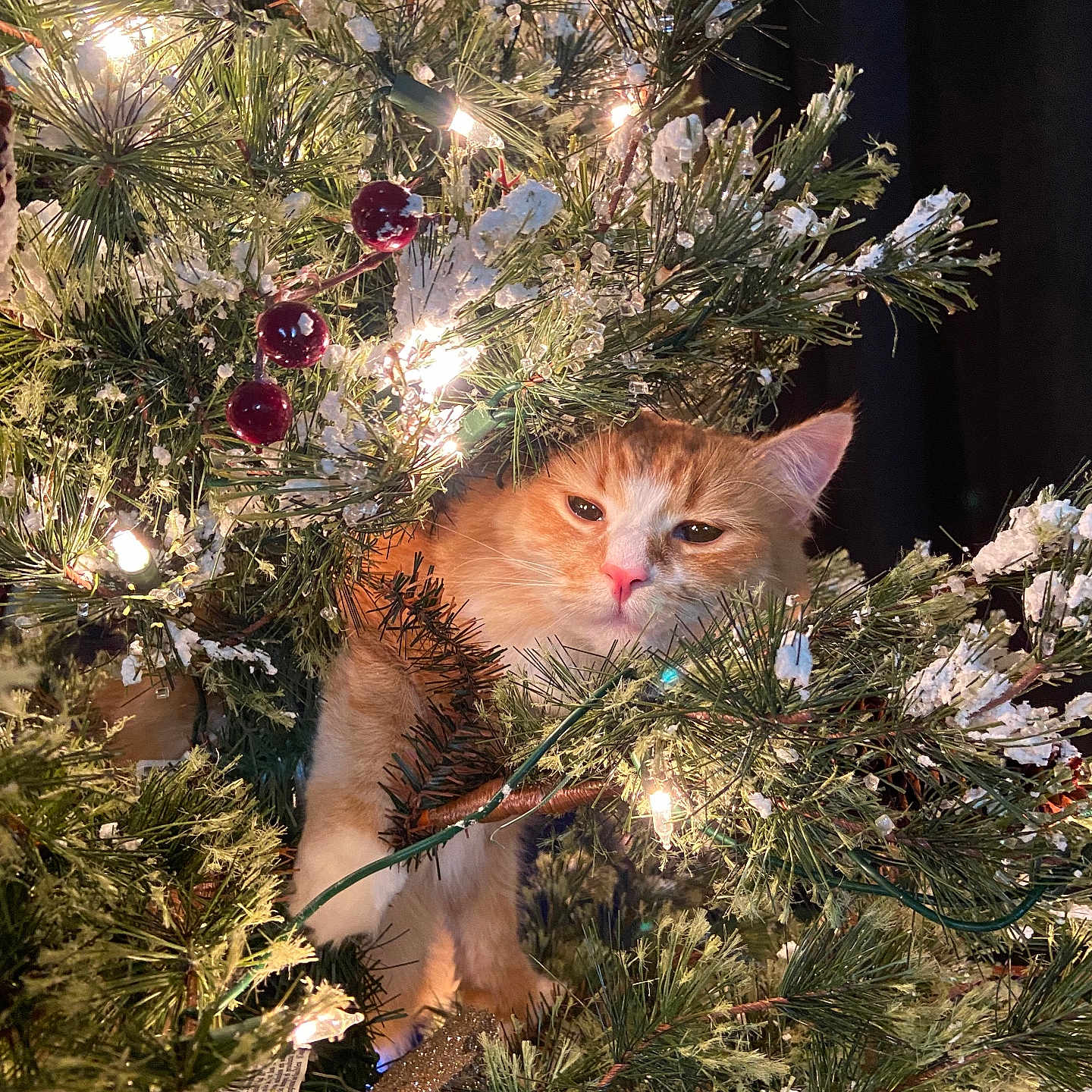 Gara is registered to the contest to win money with this photo: accessories, animal, cat, conifer, fir, flower, grass, jungle, kitten, light, lighting, manx, nature, outdoors, person, pet, plant, pottedplant, tree, vegetation