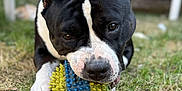 Smile participe au concours pour gagner de l'argent avec cette photo : dog, black_and_white, grass, toy, chewing, outdoor, pet, animal, playful, focus, garden, chair, blurred_background, paw, snout, nose, ears, fur, close_up, daylight