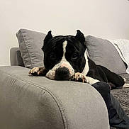 Smile participe au concours pour gagner de l'argent avec cette photo : dog, black_and_white, couch, indoor, pet, relaxed, animal, fur, ears, paws, living_room, home, resting, canine, comfort, domestic, cute, companion, laying_down, portrait