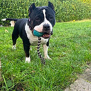 Smile participe au concours pour gagner de l'argent avec cette photo : dog, black_and_white, ball, toy, grass, outdoor, pet, playful, animal, greenery, garden, rope_toy, canine, happy, nature, lawn, fur, ears, collar, mouth