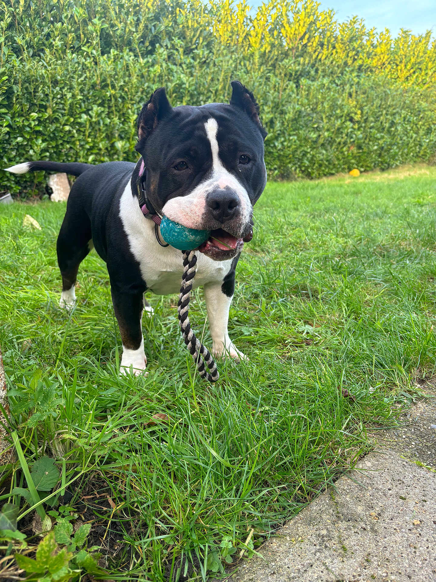 Smile participe au concours pour gagner de l'argent avec cette photo : dog, black_and_white, ball, toy, grass, outdoor, pet, playful, animal, greenery, garden, rope_toy, canine, happy, nature, lawn, fur, ears, collar, mouth