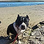 Smile participe au concours pour gagner de l'argent avec cette photo : dog, black_and_white, leash, rock, sand, river, water, beach, outdoor, sunny, daylight, canine, pet, nature, animal, collar, sky, shore, walking, adventure