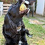 Guismo a rejoint le concours — aidez-le/la à gagner de superbes lots ! dog, black_dog, tennis_ball, mouth, grass, outdoor, pet, animal, long_hair, collar, playful, lying_down, cat, orange_cat, blurred_background, garden, yard, daylight, nature, relaxing