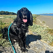 Guismo a rejoint le concours — aidez-le/la à gagner de superbes lots ! dog, black_dog, leash, outdoor, beach, rock, sunny, sky, grass, nature, pet, animal, happy, tongue_out, sitting, curly_fur, daytime, landscape, water, coast