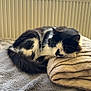 Kaïo participe au concours pour gagner de l'argent avec cette photo : cat, sleeping, black_and_white, blanket, soft, cozy, indoor, window, daylight, wooden_ship, model_ship, furniture, radiator, resting, fur, pet, home, calm, relaxation, domestic