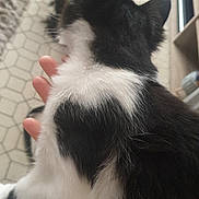 Kaïo a rejoint le concours — aidez-le/la à gagner de superbes lots ! cat, dog, black_and_white_cat, black_dog, indoor, person_hand, floor_tiles, furniture, pet, animal, blurred_background, curious, lap, close_up, cozy, home, domestic, fur, whiskers, paw