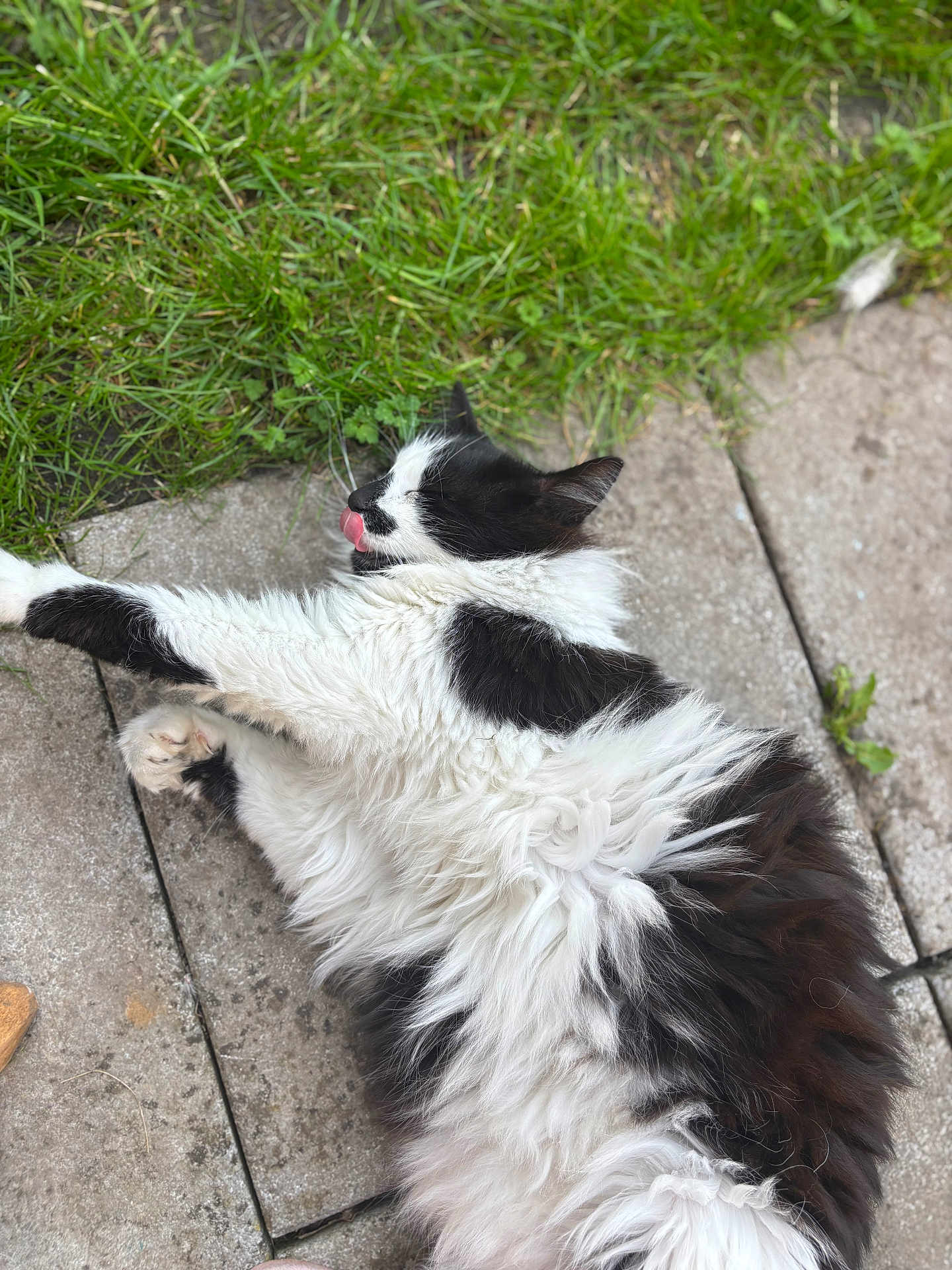 Kaïo a rejoint le concours — aidez-le/la à gagner de superbes lots ! cat, black_and_white, fluffy, tongue_out, relaxed, outdoor, grass, stone_patio, animal, pet, fur, whiskers, playful, nature, mammal, sleepy, resting, cute, domestic_cat, close_up