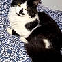 cat, black_and_white, feline, pet, indoor, bed, blanket, pattern, relaxed, fur, animal, whiskers, ears, tail, cute, domestic, resting, cozy, comfort, portrait