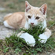 Weasley a rejoint le concours — aidez-le/la à gagner de superbes lots ! cat, animal, grass, outdoor, nature, paws, beige, white, fur, pet, ground, closeup, curious, whiskers, ears, focus, blurred_background, mammal, laying, claws