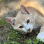 Weasley a rejoint le concours — aidez-le/la à gagner de superbes lots ! animal, blurred_background, cat, close_up, clover, curious, cute, ear, eyes, fur, grass, greenery, head, lying_down, mammal, nature, outdoor, pet, soft_light, whiskers