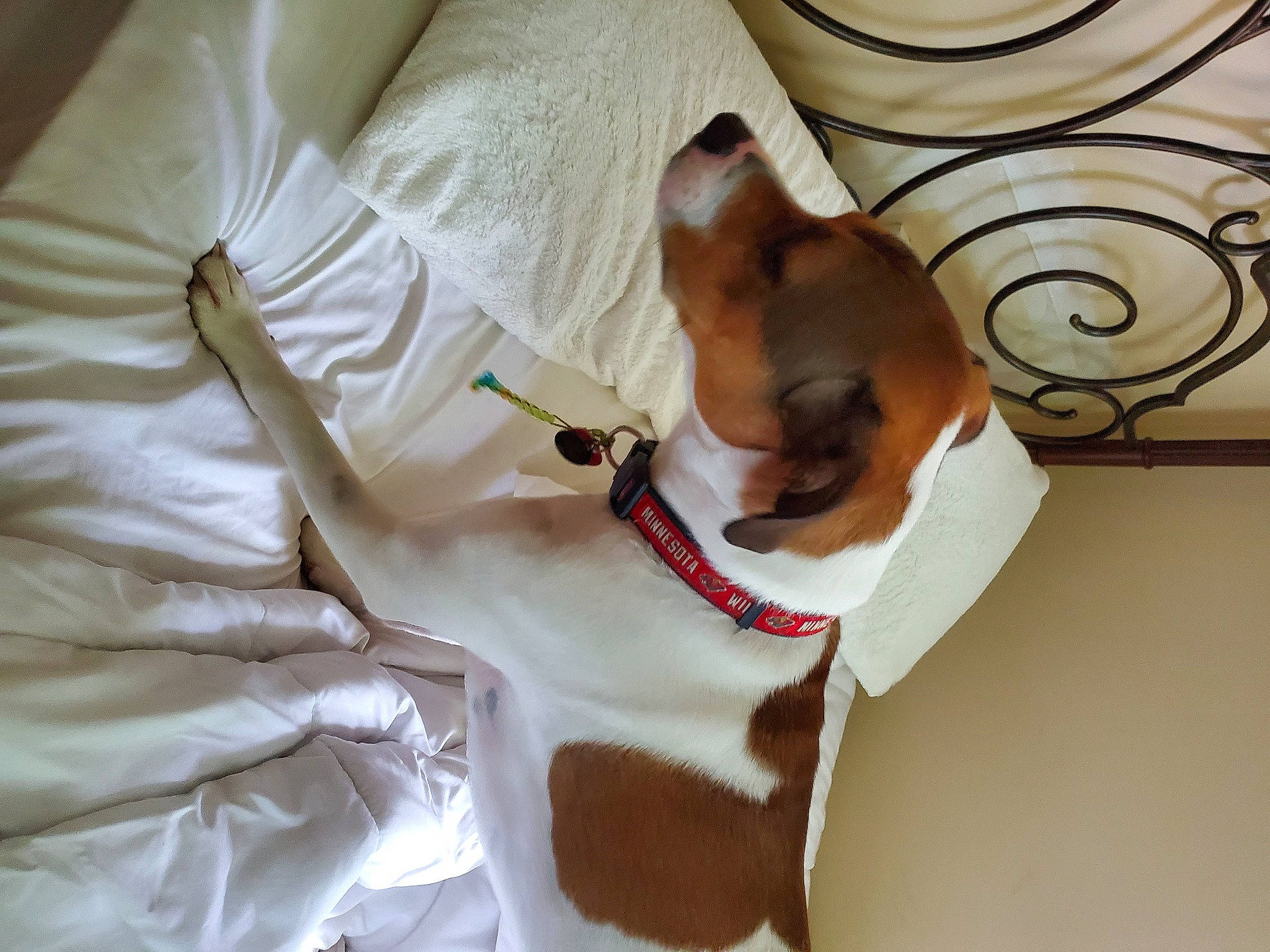 Oliver joined the competition — help win amazing prizes! basenji, canidae, carnivore, companion_dog, dog, dog_breed, fawn, rat_terrier