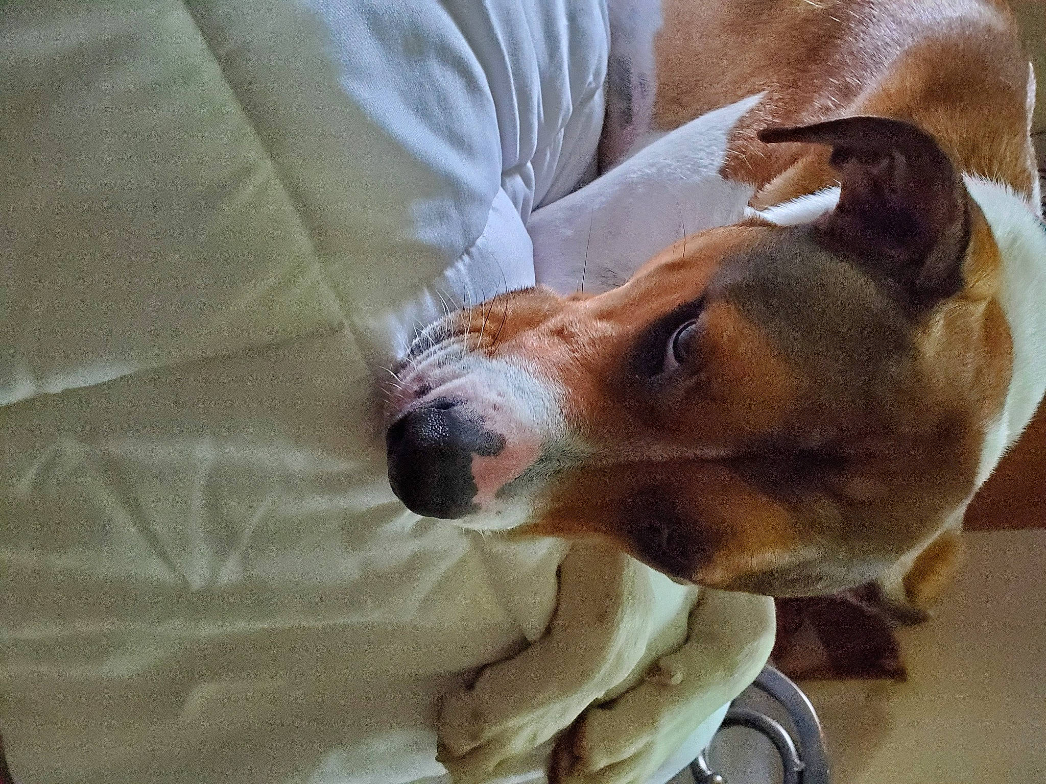 Oliver joined the competition — help win amazing prizes! basenji, canidae, carnivore, dog, dog_breed, drever, ear, fawn, mammal, snout, vertebrate