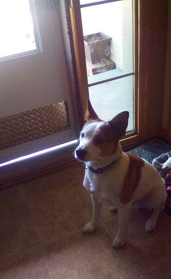 Trigger is registered to the contest to win money with this photo: canidae, cardigan_welsh_corgi, carnivore, companion_dog, dog, dog_breed, fawn, mammal, pembroke_welsh_corgi, teddy_roosevelt_terrier, vertebrate, welsh_corgi