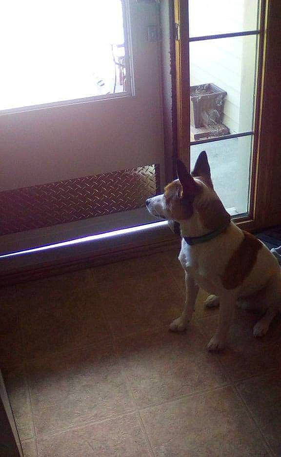 Trigger is registered to the contest to win money with this photo: akita_inu, basenji, canidae, carnivore, dog, dog_breed, fawn, floor, flooring, hardwood, mammal, non_sporting_group, tail, vertebrate, window, wood