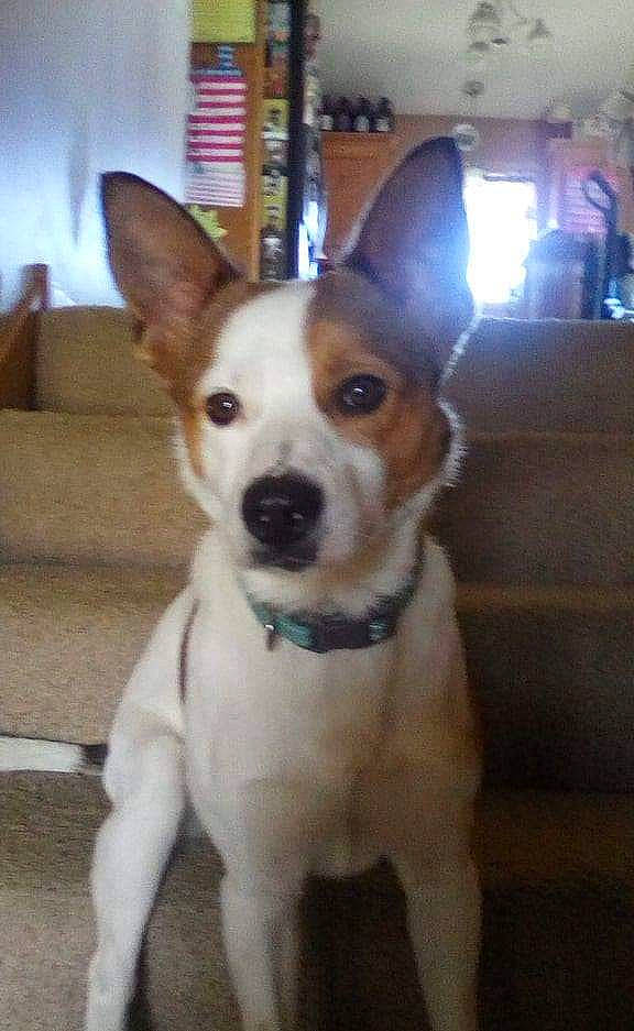 Trigger joined the competition — help win amazing prizes! ancient_dog_breeds, canidae, carnivore, companion_dog, corgi_chihuahua, dog, dog_breed, feist, fox_terrier, mammal, miniature_fox_terrier, rare_breed_dog, rat_terrier, russell_terrier, snout, sporting_group, teddy_roosevelt_terrier, tenterfield_terrier, toy_fox_terrier, vertebrate