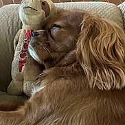 Brandy is registered to the contest to win money with this photo: animal, brown, closeup, comfort, companion, couch, cozy, cute, dog, domestic, fur, home, indoor, pet, plush, relaxing, resting, sleeping, snuggling, stuffed_animal
