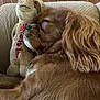 animal, brown, closeup, comfort, companion, couch, cozy, cute, dog, domestic, fur, home, indoor, pet, plush, relaxing, resting, sleeping, snuggling, stuffed_animal