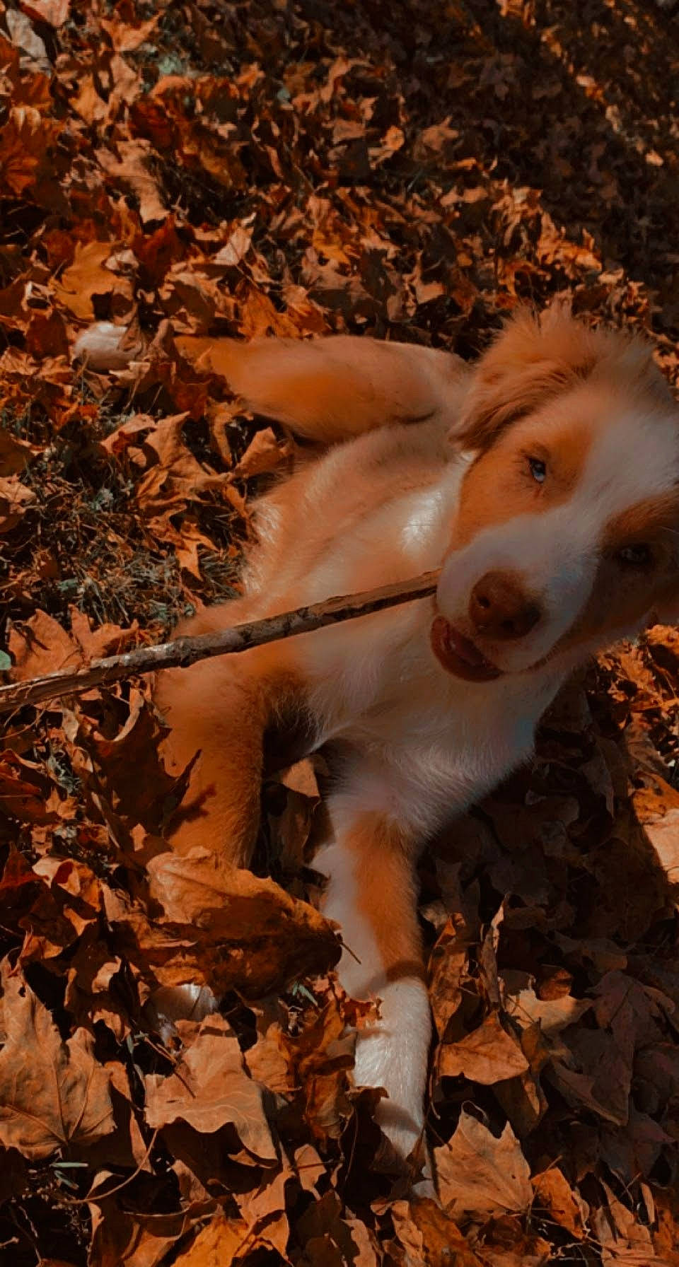 Oakley is registered to the contest to win money with this photo: canidae, carnivore, companion_dog, dog, dog_breed, fawn, fur, grass, hunting_dog, paw, plant, snout, soil, sporting_group, street_dog, tail, tree, twig, wildlife, wood