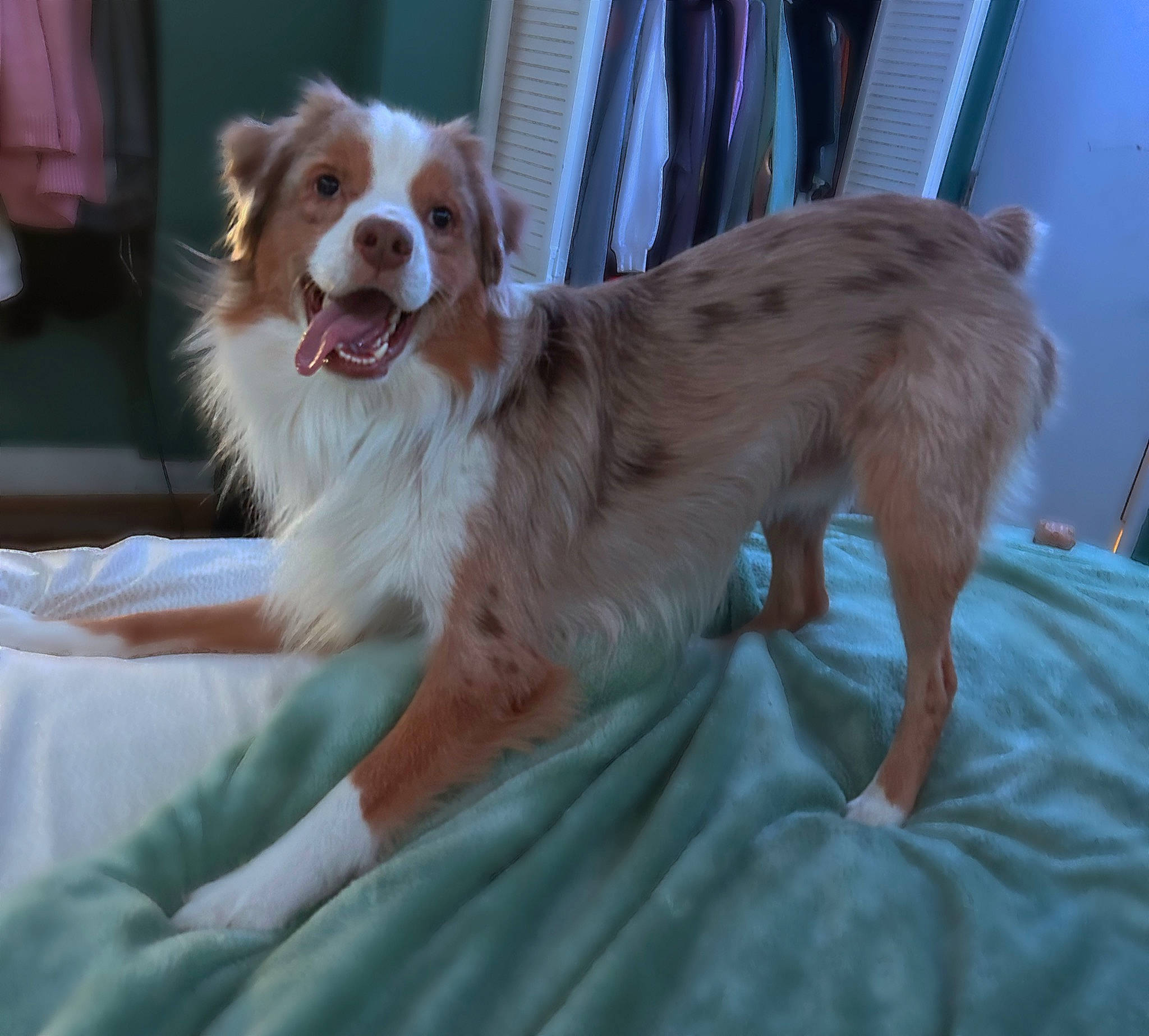 Oakley is registered to the contest to win money with this photo: border_collie, canidae, carnivore, companion_dog, dog, dog_breed, fang, fawn, fur, gun_dog, herding_dog, liver, plant, sporting_group, terrestrial_animal, whiskers, working_dog