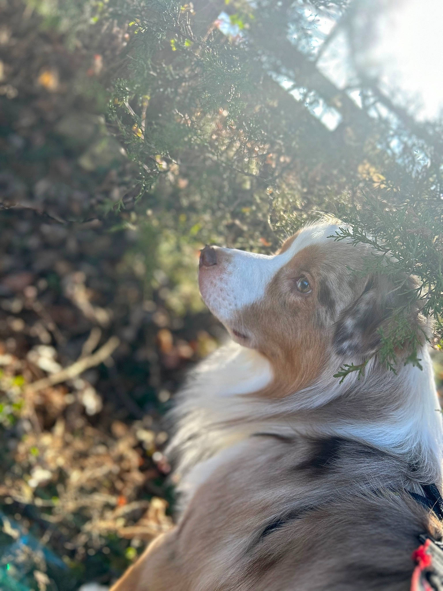 Oakley is registered to the contest to win money with this photo: backlighting, border_collie, canidae, carnivore, companion_dog, dog, dog_breed, fawn, forest, fur, grass, lens_flare, plant, sporting_group, tints_and_shades, tree, whiskers, wildlife, working_dog