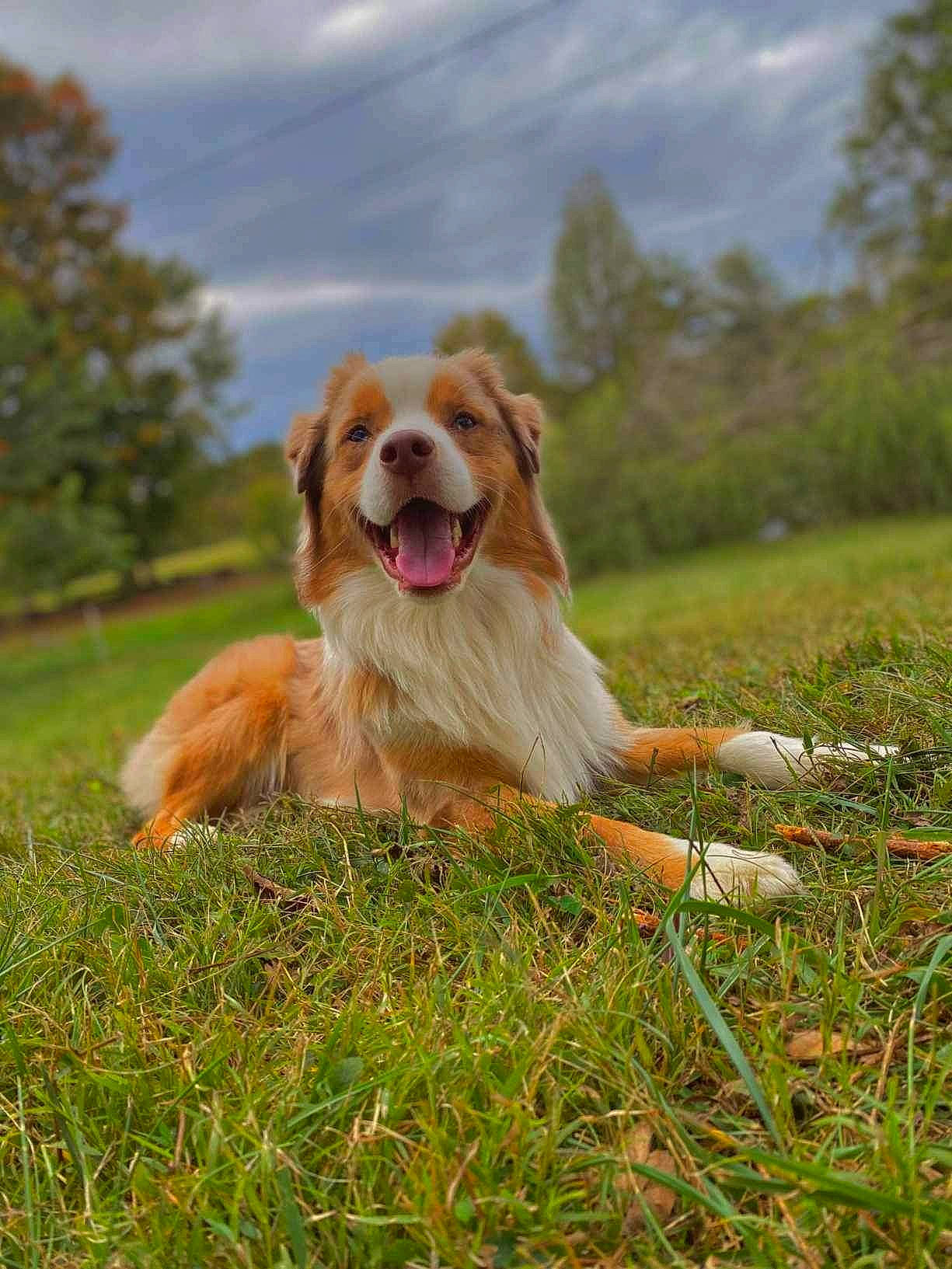 Oakley is registered to the contest to win money with this photo: canidae, carnivore, cloud, companion_dog, dog, dog_breed, fawn, field, grass, grassland, gun_dog, happy, liver, people_in_nature, plant, prairie, retriever, sky, sporting_group, tree