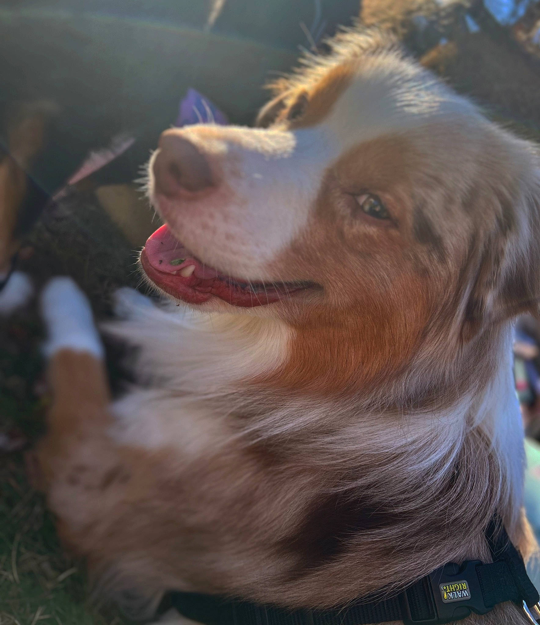 Oakley is registered to the contest to win money with this photo: ancient_dog_breeds, canidae, carnivore, companion_dog, dog, dog_breed, fang, fawn, fur, gun_dog, liver, snout, spaniel, sporting_group, whiskers, working_dog