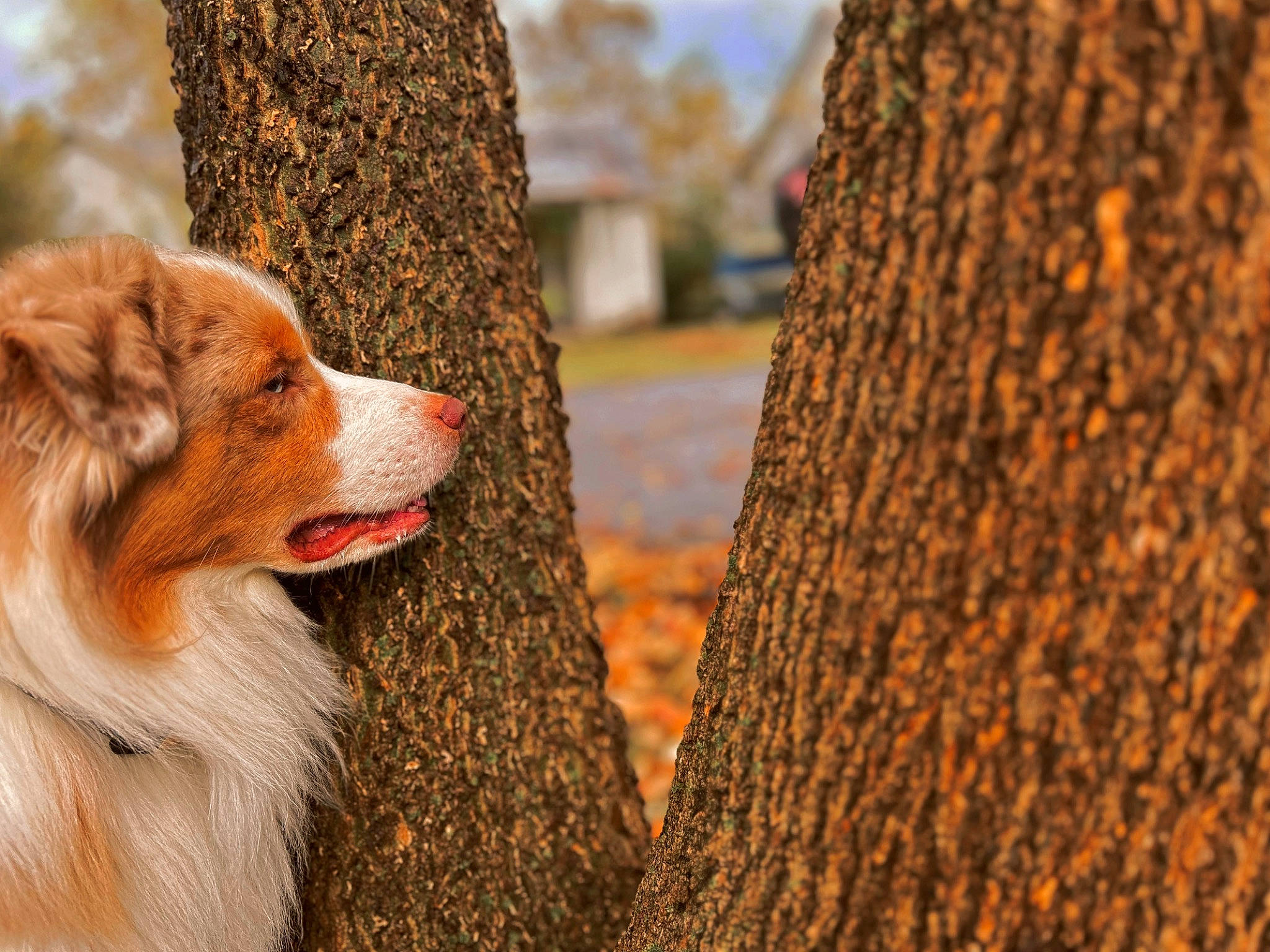 Oakley is registered to the contest to win money with this photo: carnivore, companion_dog, dog, dog_breed, forest, fur, grass, herding_dog, people_in_nature, plant, sporting_group, tail, tints_and_shades, tree, trunk, whiskers, wood, woodland, woody_plant, working_dog