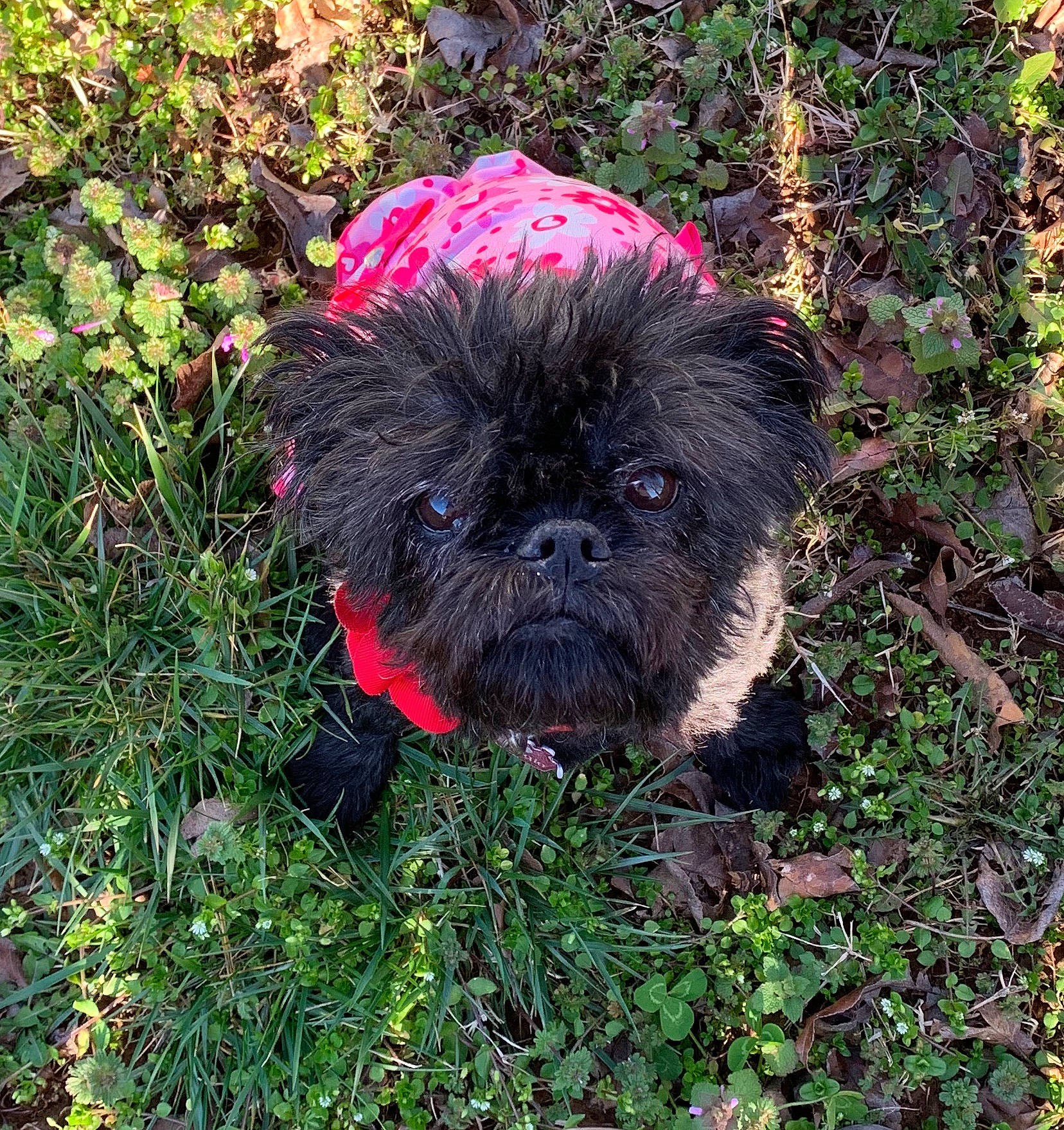 Beegie joined the competition — help win amazing prizes! affenpinscher, bolonka, canidae, carnivore, chinese_imperial_dog, companion_dog, dog, dog_breed, grass, griffon_bruxellois, lhasa_apso, mammal, plant, puppy, rare_breed_dog, schnoodle, shih_tzu, sporting_group, toy_dog, vertebrate