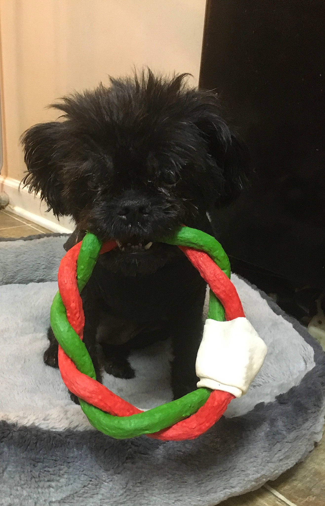 Beegie is registered to the contest to win money with this photo: affenpinscher, canidae, carnivore, companion_dog, dog, dog_breed, dog_clothes, griffon_bruxellois, miniature_schnauzer, non_sporting_group, puppy, schnoodle, shih_tzu, snout, sporting_group, toy_dog