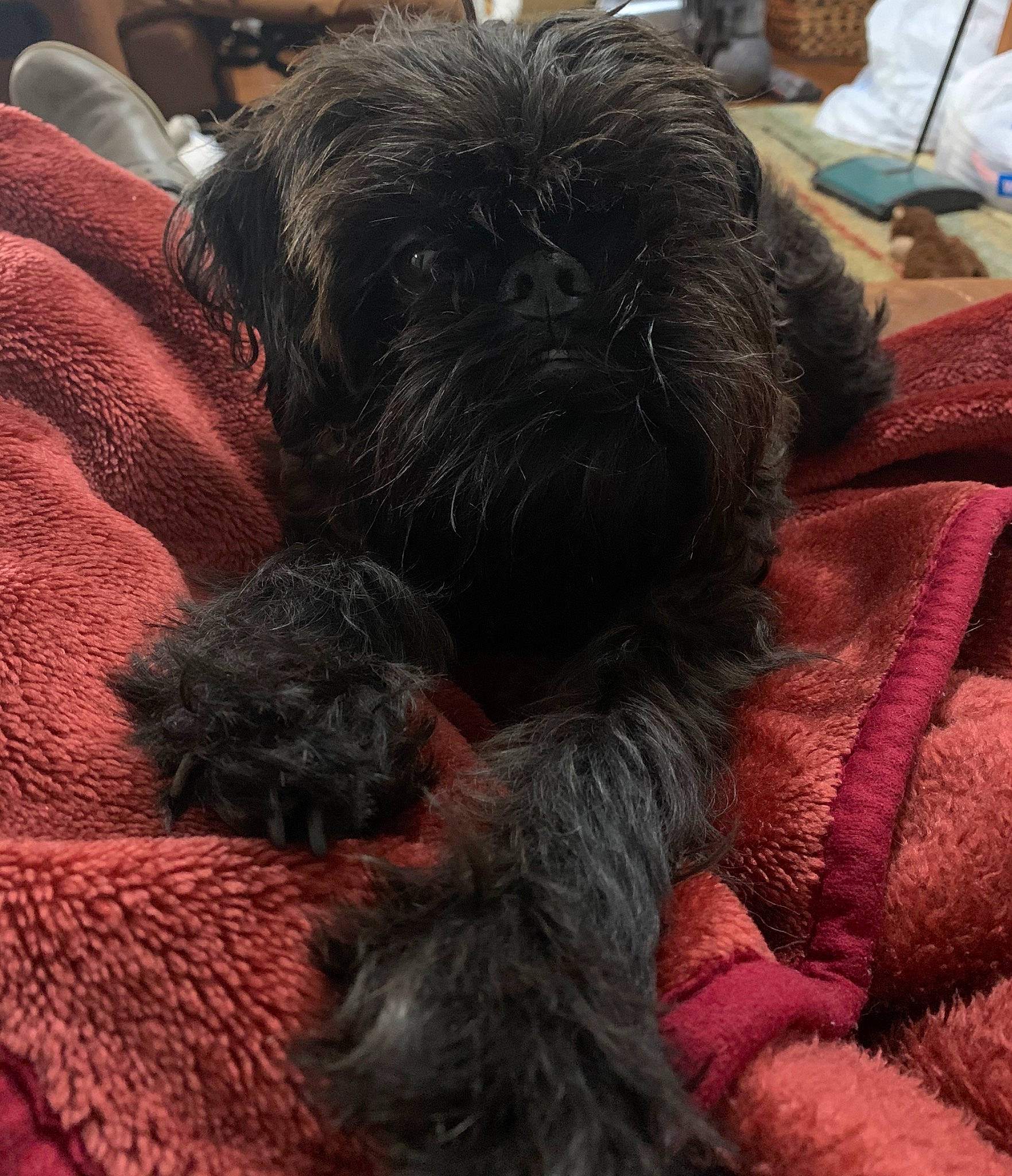 Bungee joined the competition — help win amazing prizes! affenpinscher, bolonka, canidae, carnivore, dog, dog_breed, mammal, miniature_schnauzer, nap, non_sporting_group, puppy, schnauzer, schnoodle, snout, sporting_group, terrier, toy_dog