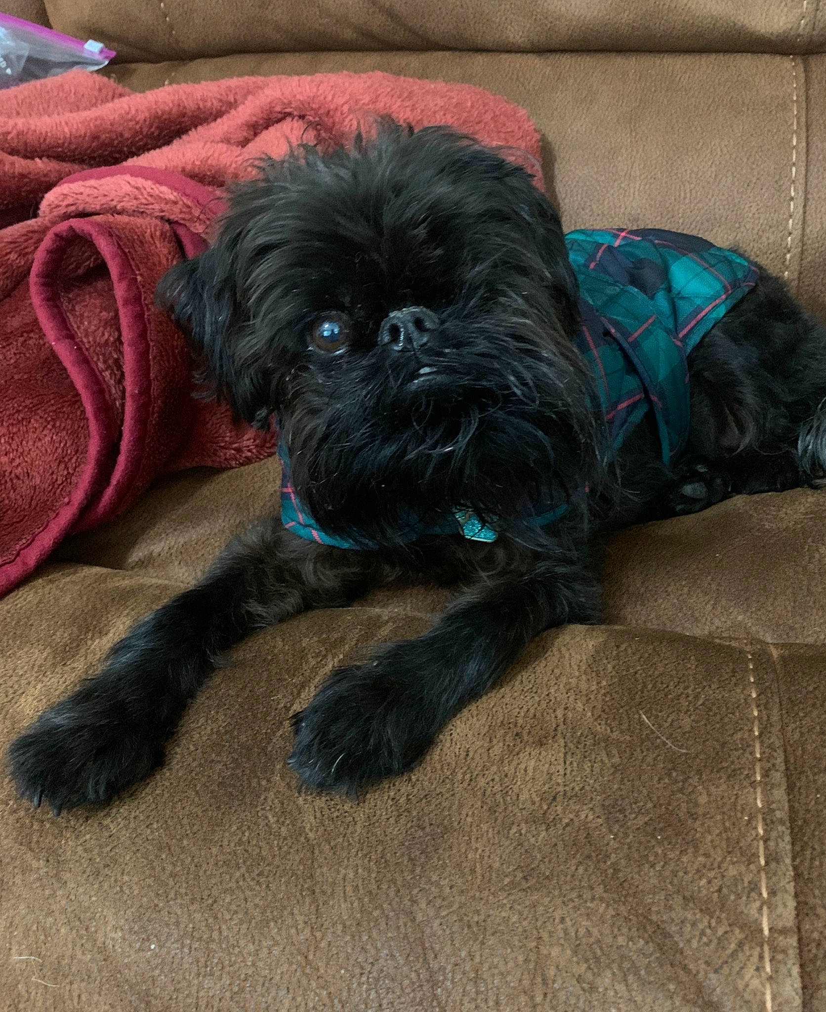Bungee is registered to the contest to win money with this photo: affenpinscher, canidae, carnivore, companion_dog, dog, dog_breed, fawn, griffon_bruxellois, mammal, non_sporting_group, puppy, schnoodle, shih_tzu, snout, sporting_group, toy_dog